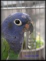 Amazonek modrohlavy
